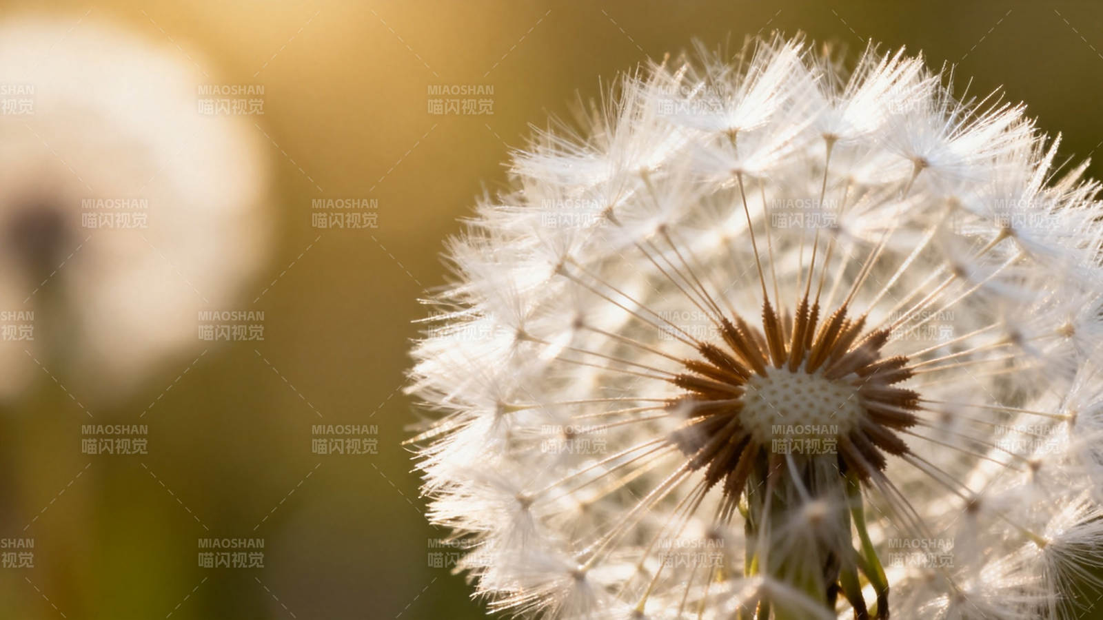 蒲公英绒球 阳光下的温柔图片