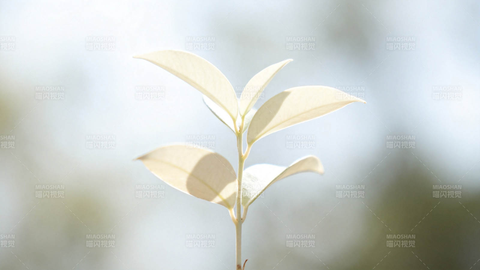 嫩芽初绽 柔光映叶图片