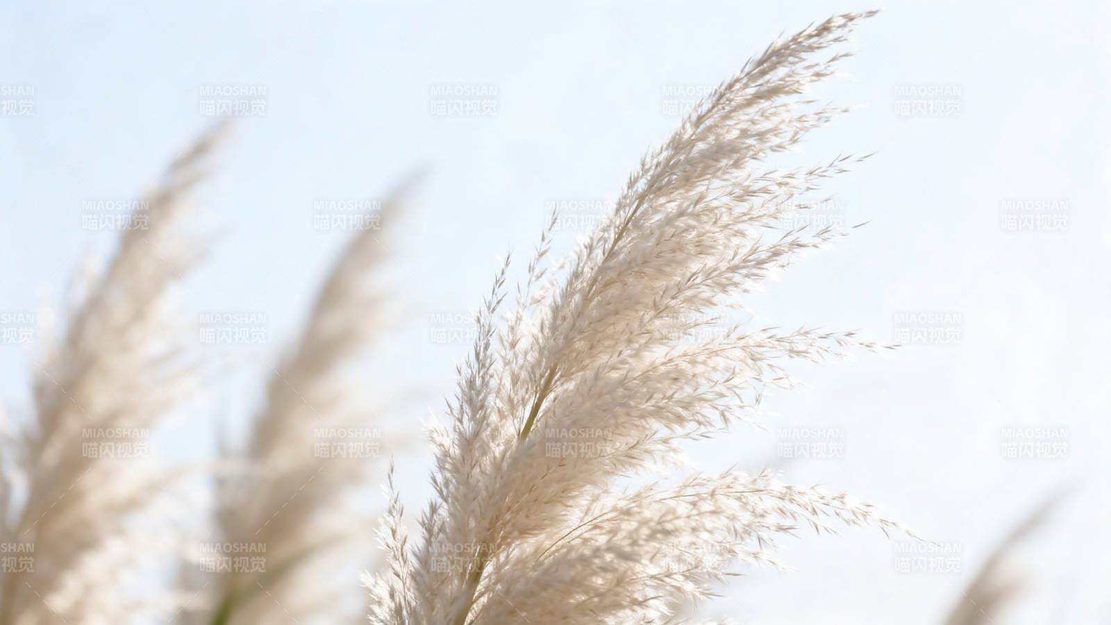 芦苇随风轻舞 柔美白皙如雪图片