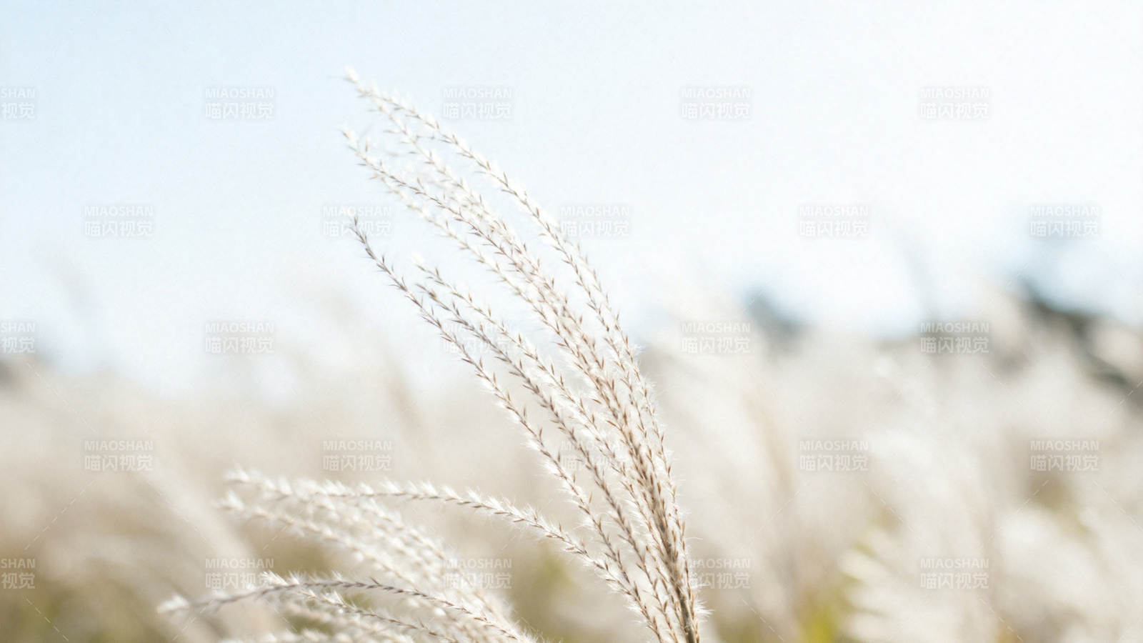 芦苇摇曳 秋日柔光图片
