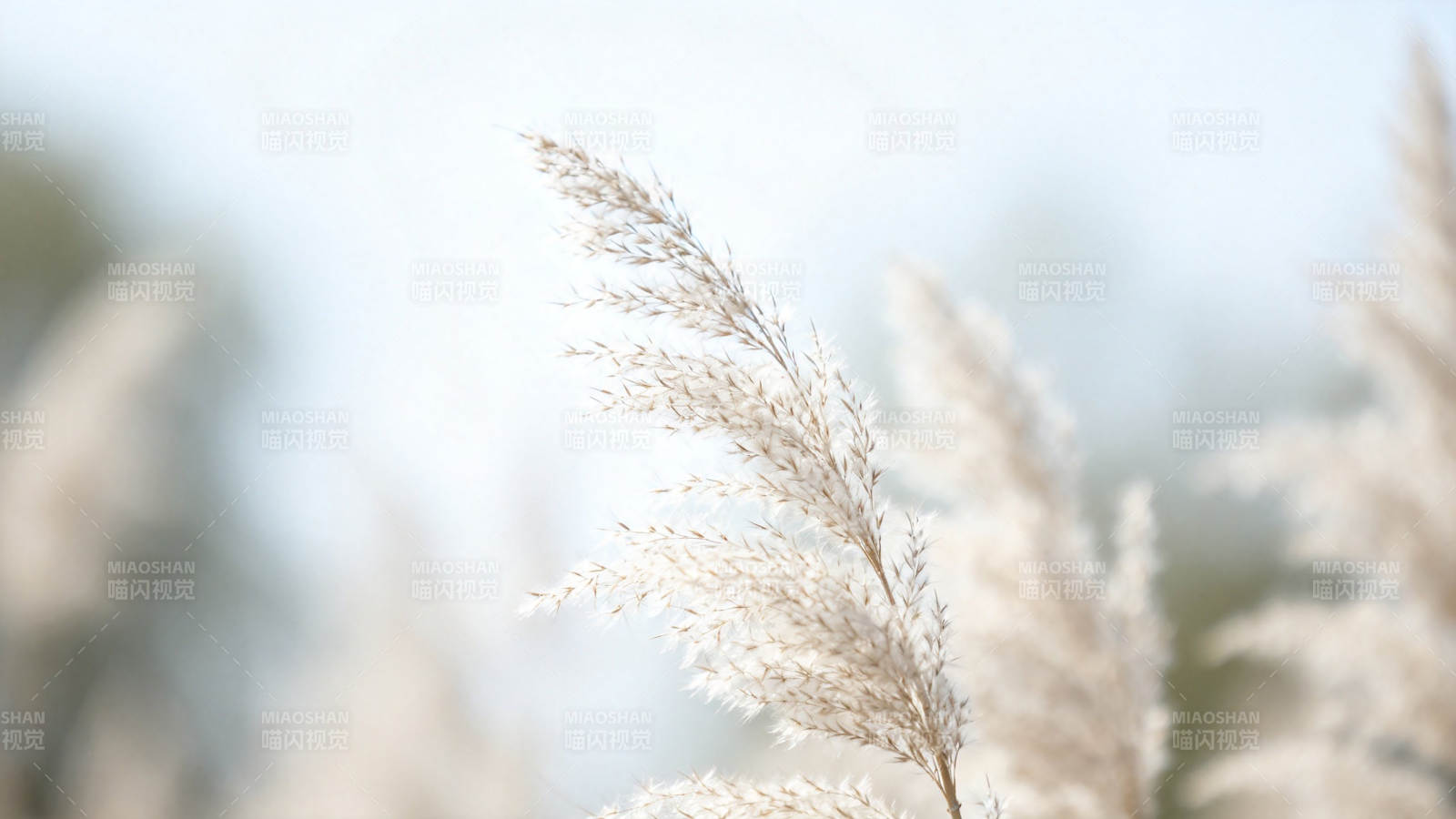 芦苇轻摇 风柔景静图片