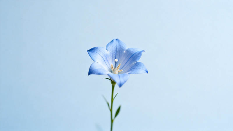 蓝花轻绽 静美如诗图片