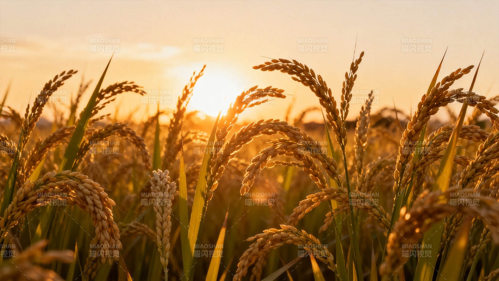 夕阳金稻浪 丰收正当时图片