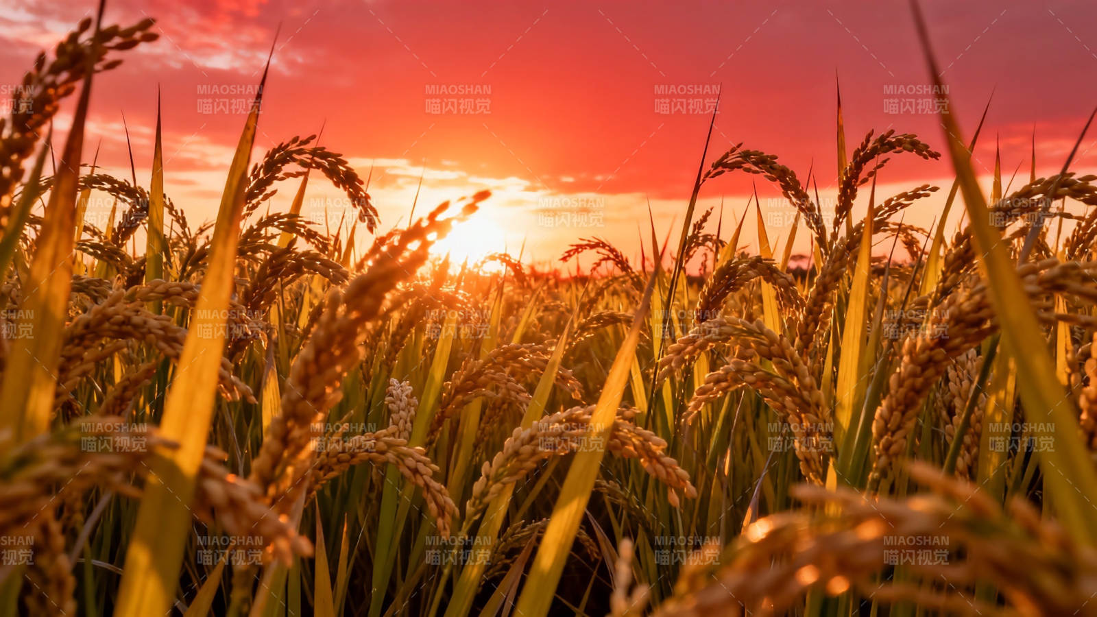 夕阳下的金色稻田图片