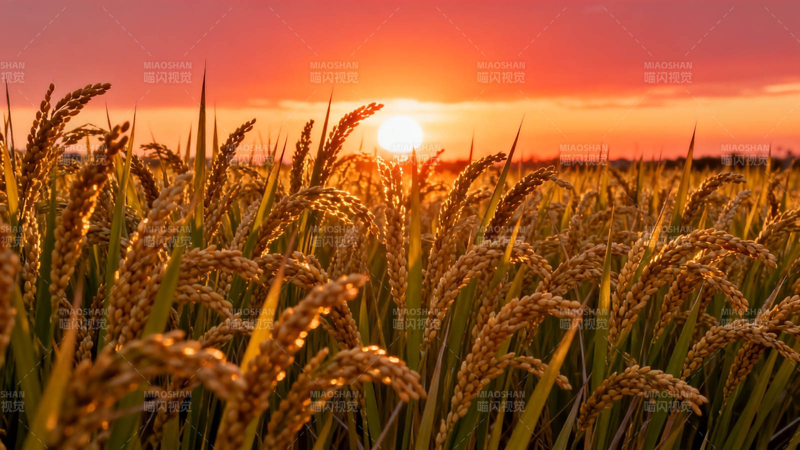 夕阳稻浪金辉满田图片