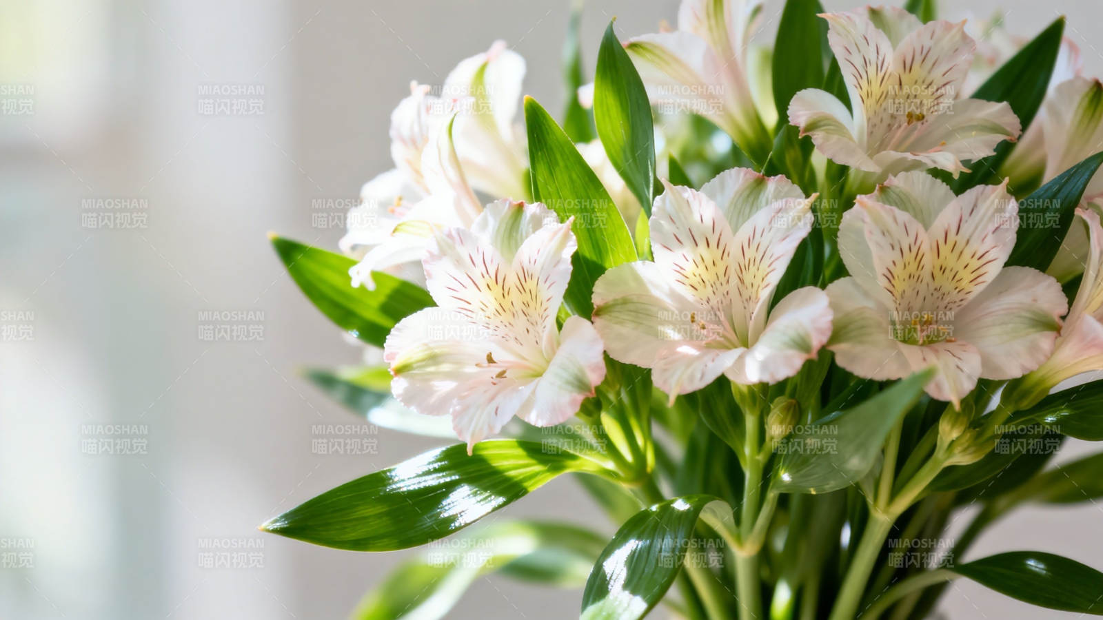 白百合花束 清新雅致图片