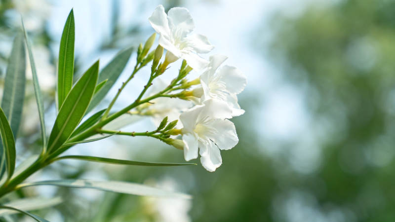 白花绿叶 清新自然景图片