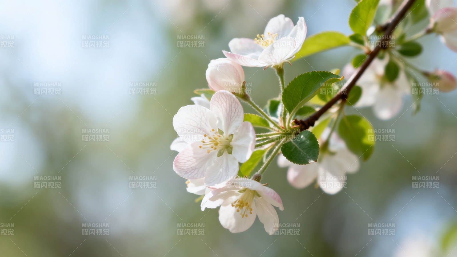 春日白花枝头绽放图片