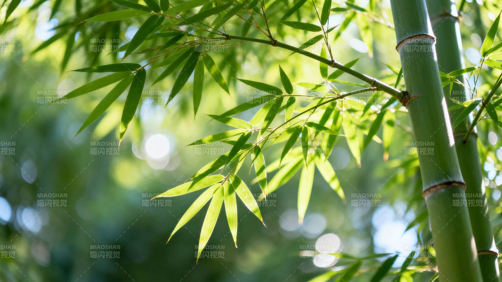 翠竹摇曳 绿意盎然图片