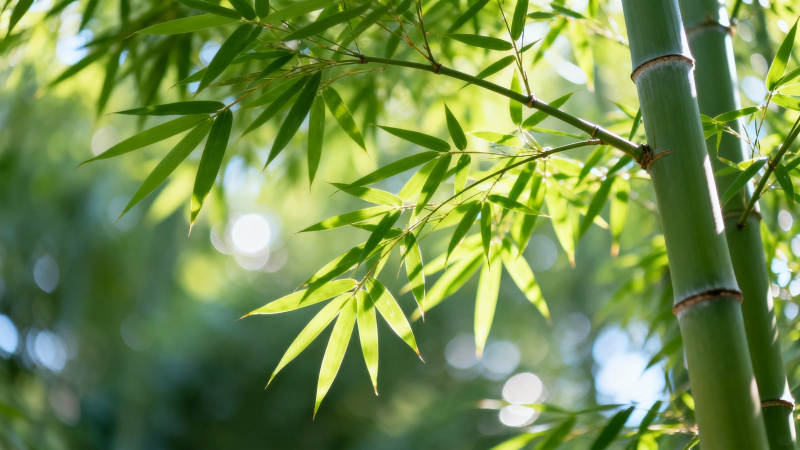 翠竹摇曳 绿意盎然图片