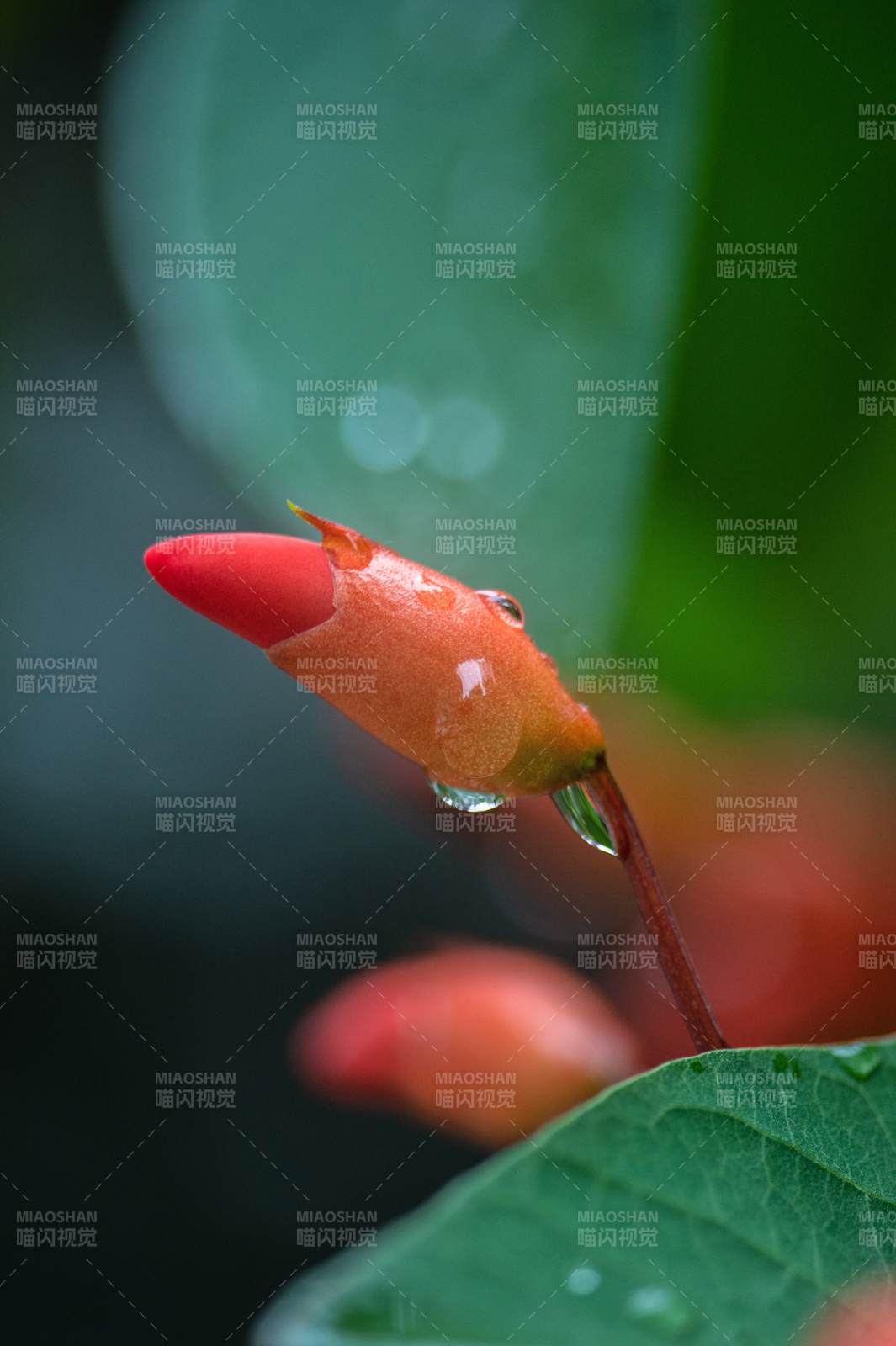 雨后花苞 晶莹欲滴图片