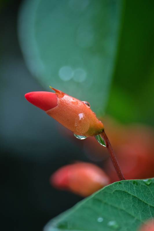 雨后花苞 晶莹欲滴图片