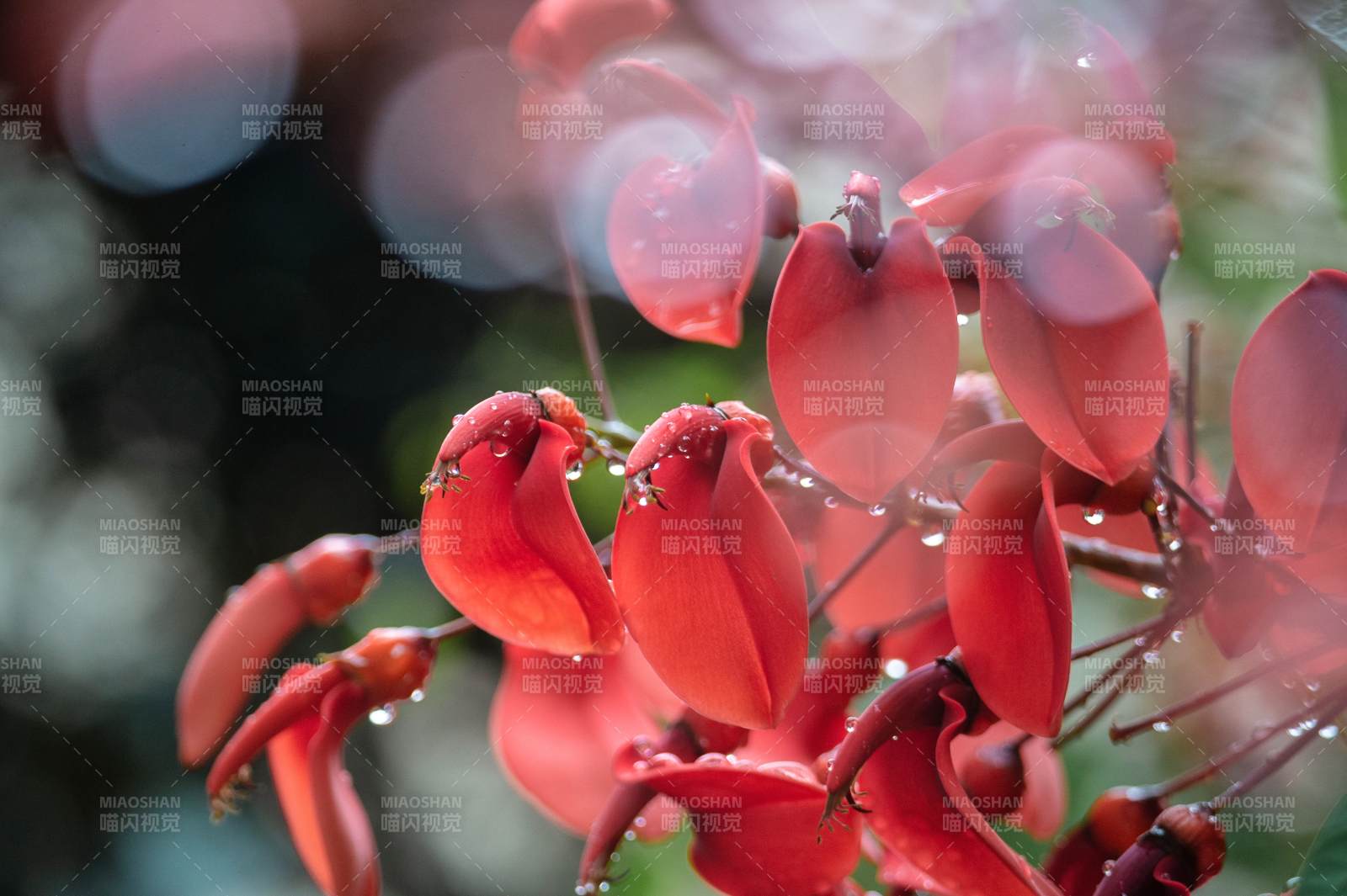 红花带露 晨光微醺~图片