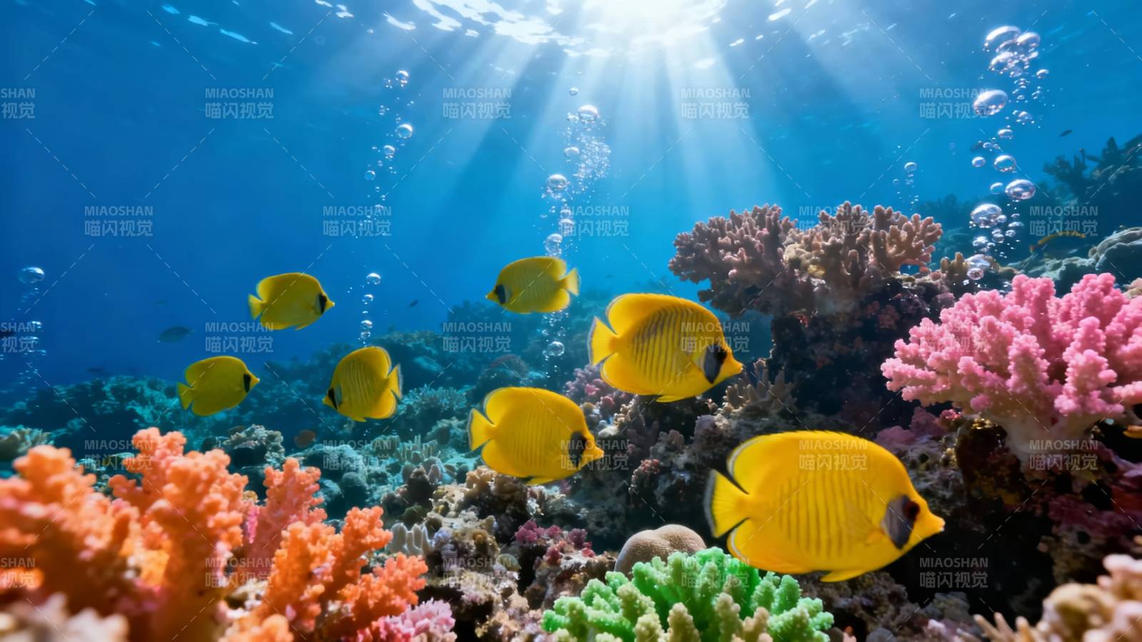 海底珊瑚鱼群共舞图片