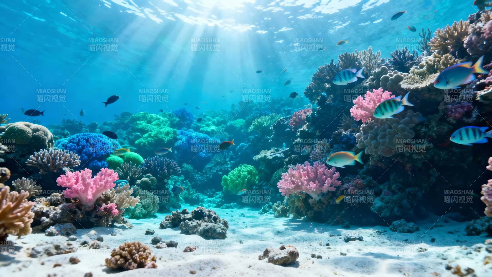 海底珊瑚花园 阳光穿透蓝海图片