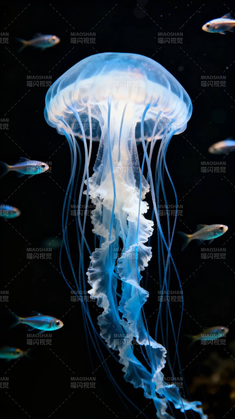 幽蓝水母舞深海图片