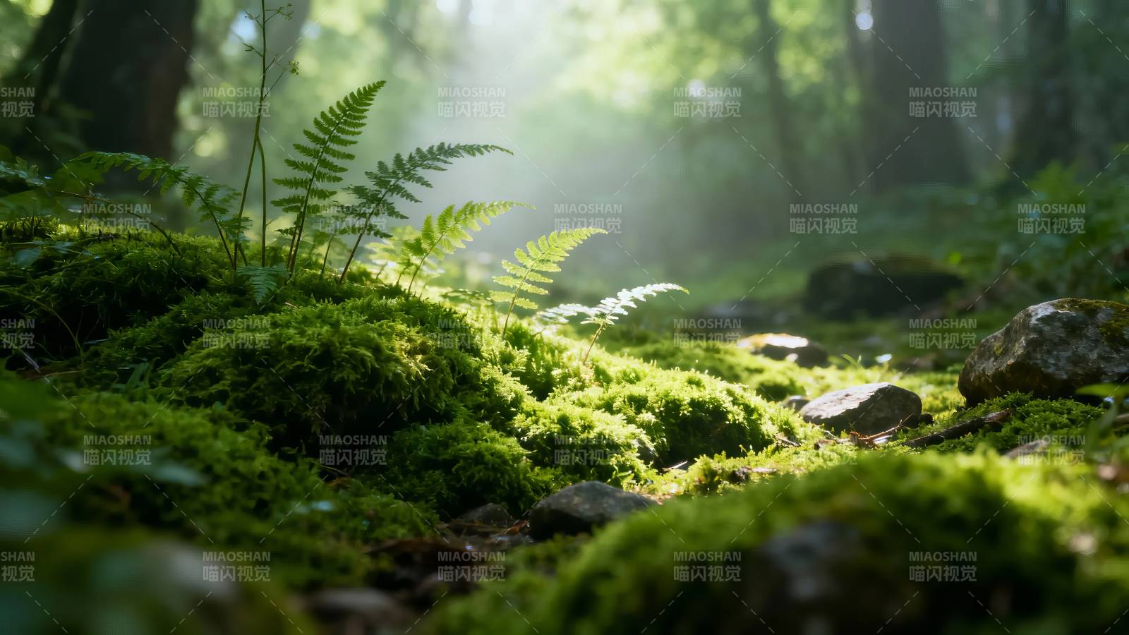 林间苔藓蕨影 晨光静谧图片