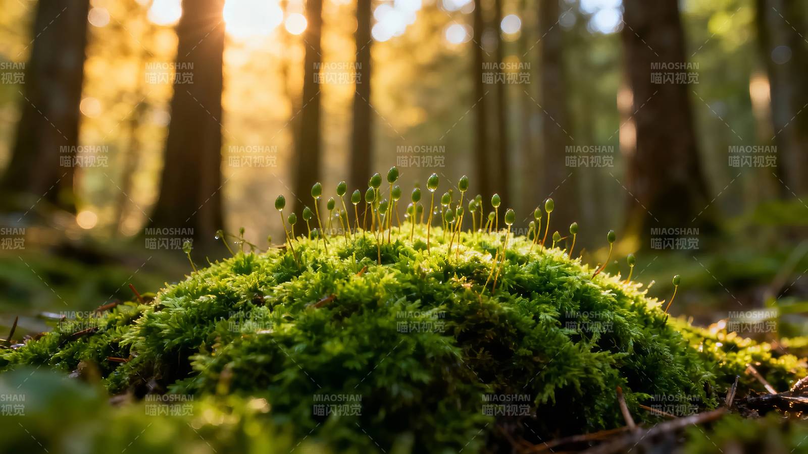 林间苔藓 晨光微照图片