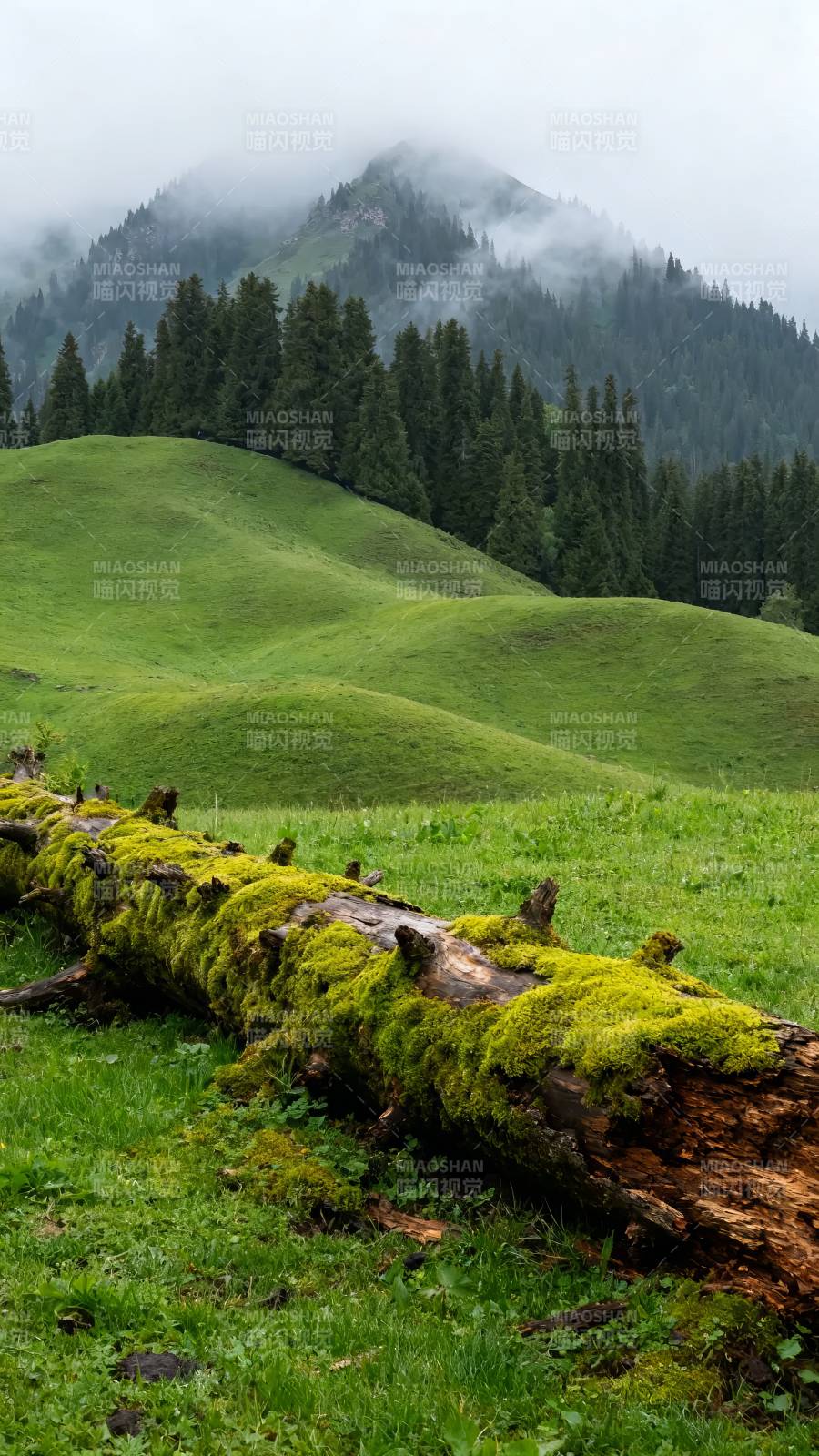 青山雾绕 苔木卧绿野图片