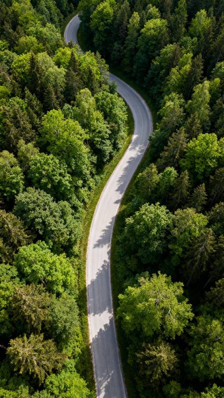 林间蜿蜒路 绿意盎然景图片
