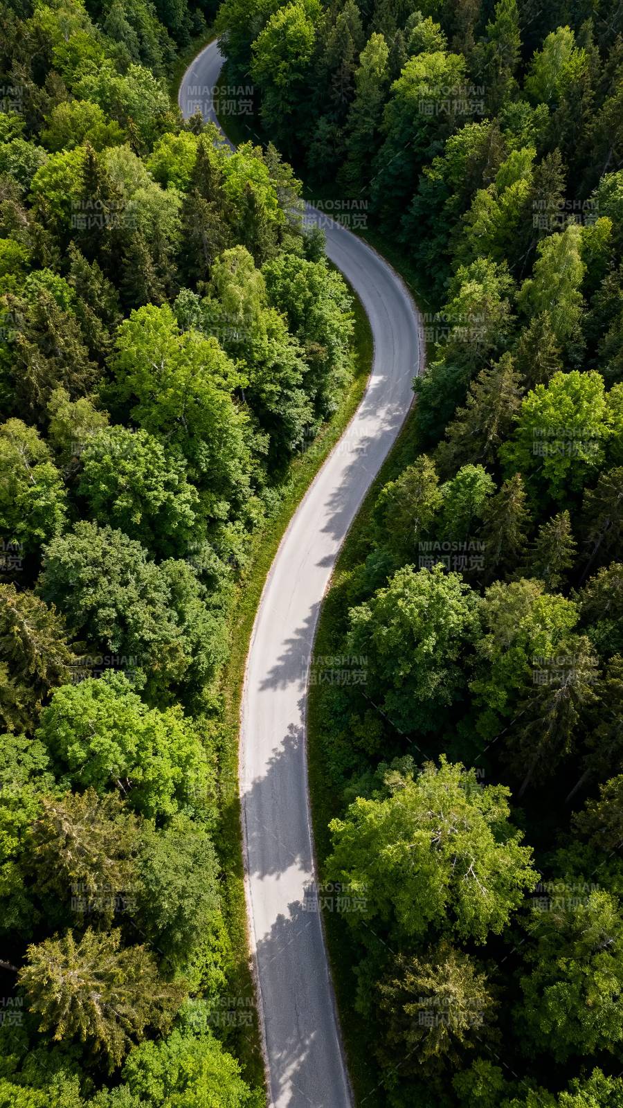 林间蜿蜒路 绿意盎然景图片