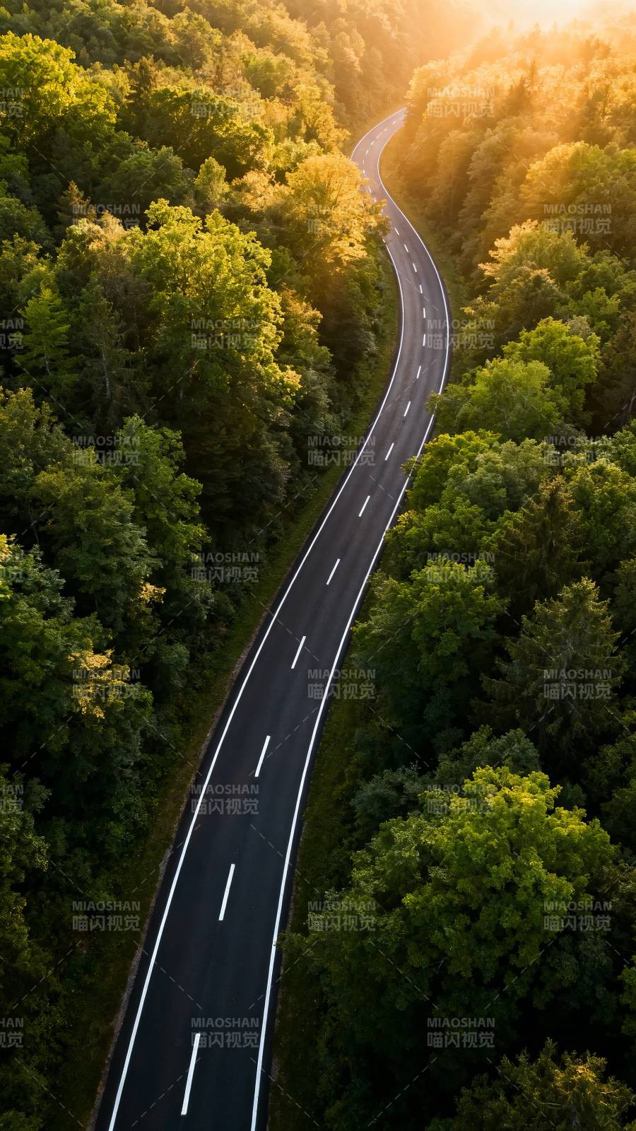 林间蜿蜒路 晨光洒绿野图片