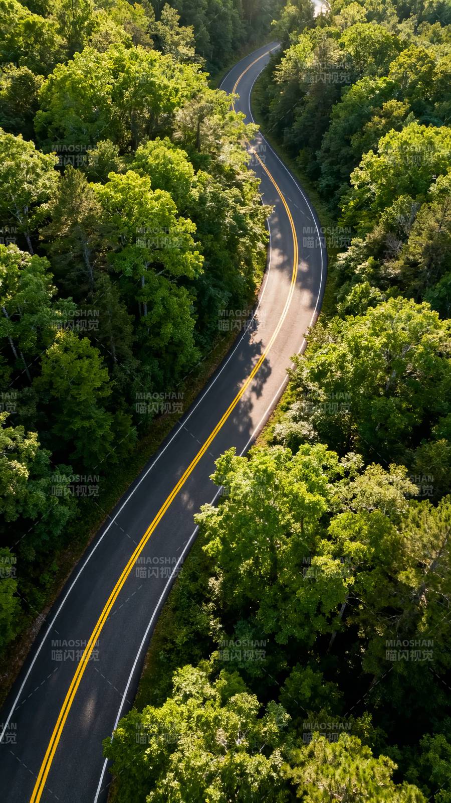 林间蜿蜒公路 绿意盎然图片
