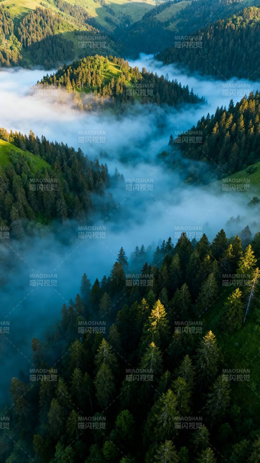 云海绕青山 松林隐仙境图片