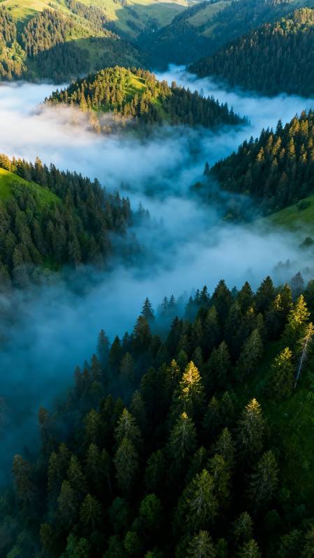 云海绕青山 松林隐仙境图片