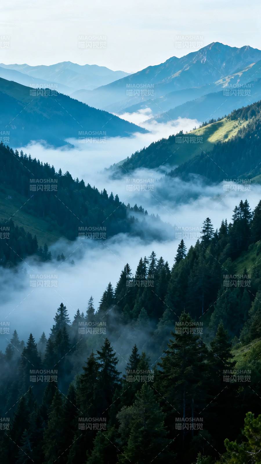 云海绕青山 松林隐雾中图片