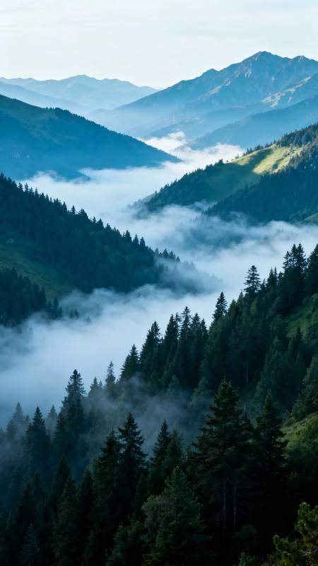 云海绕青山 松林隐雾中图片