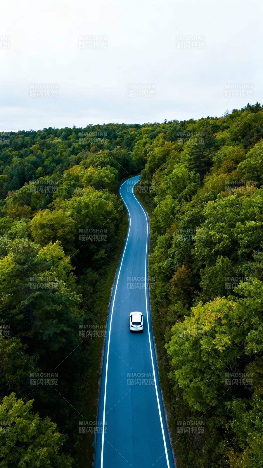 林间蓝路 白车独行图片
