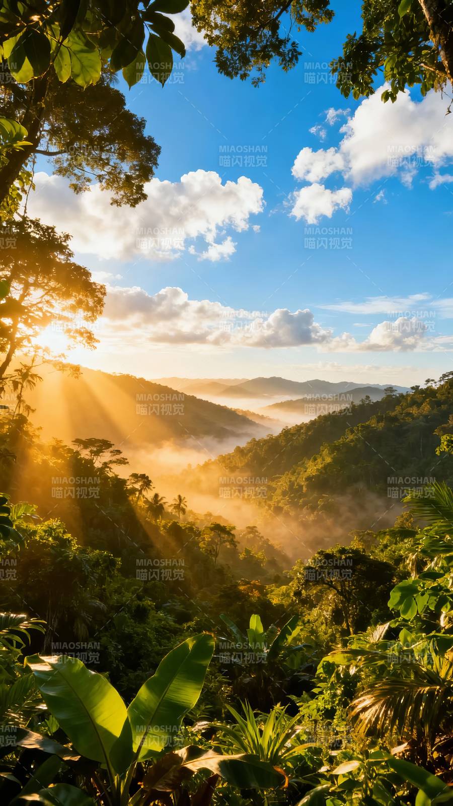 晨光穿林 雾绕青山图片