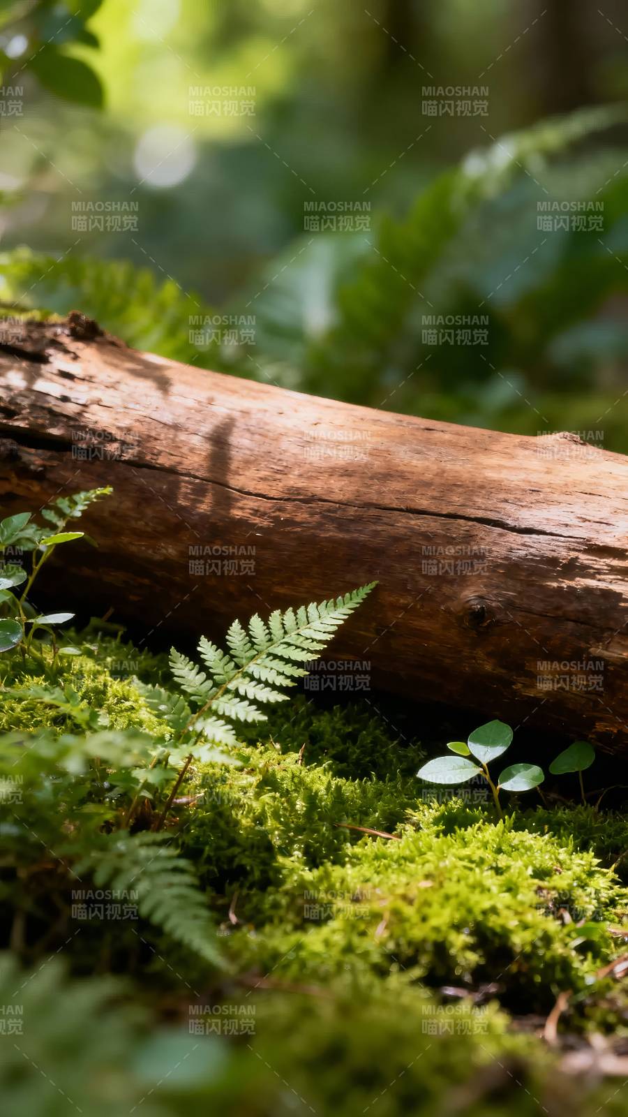 林间苔木 绿意盎然图片