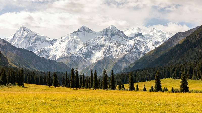 雪山金谷 云绕松林间图片