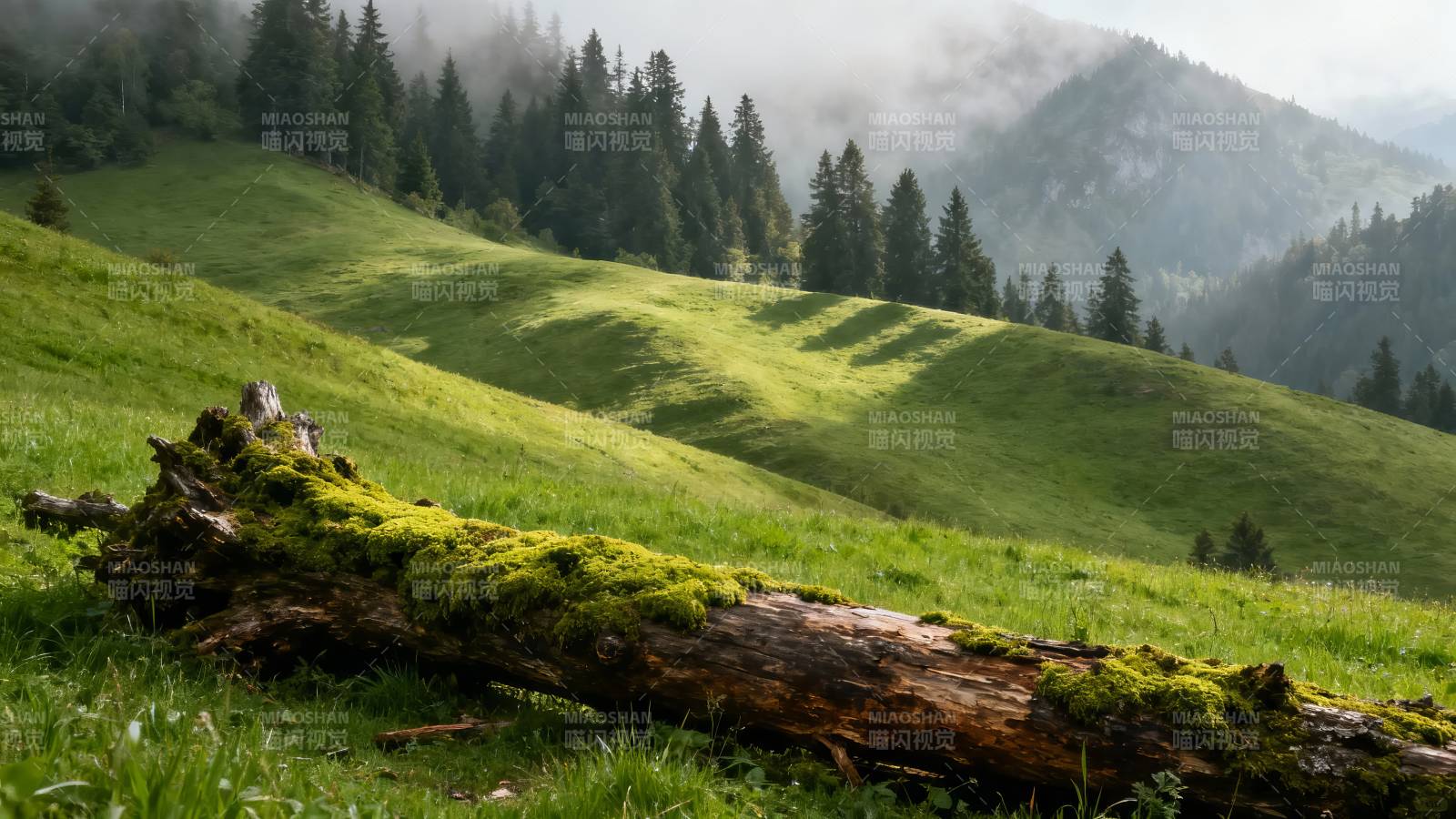 青山绿野 苔木静卧雾中图片