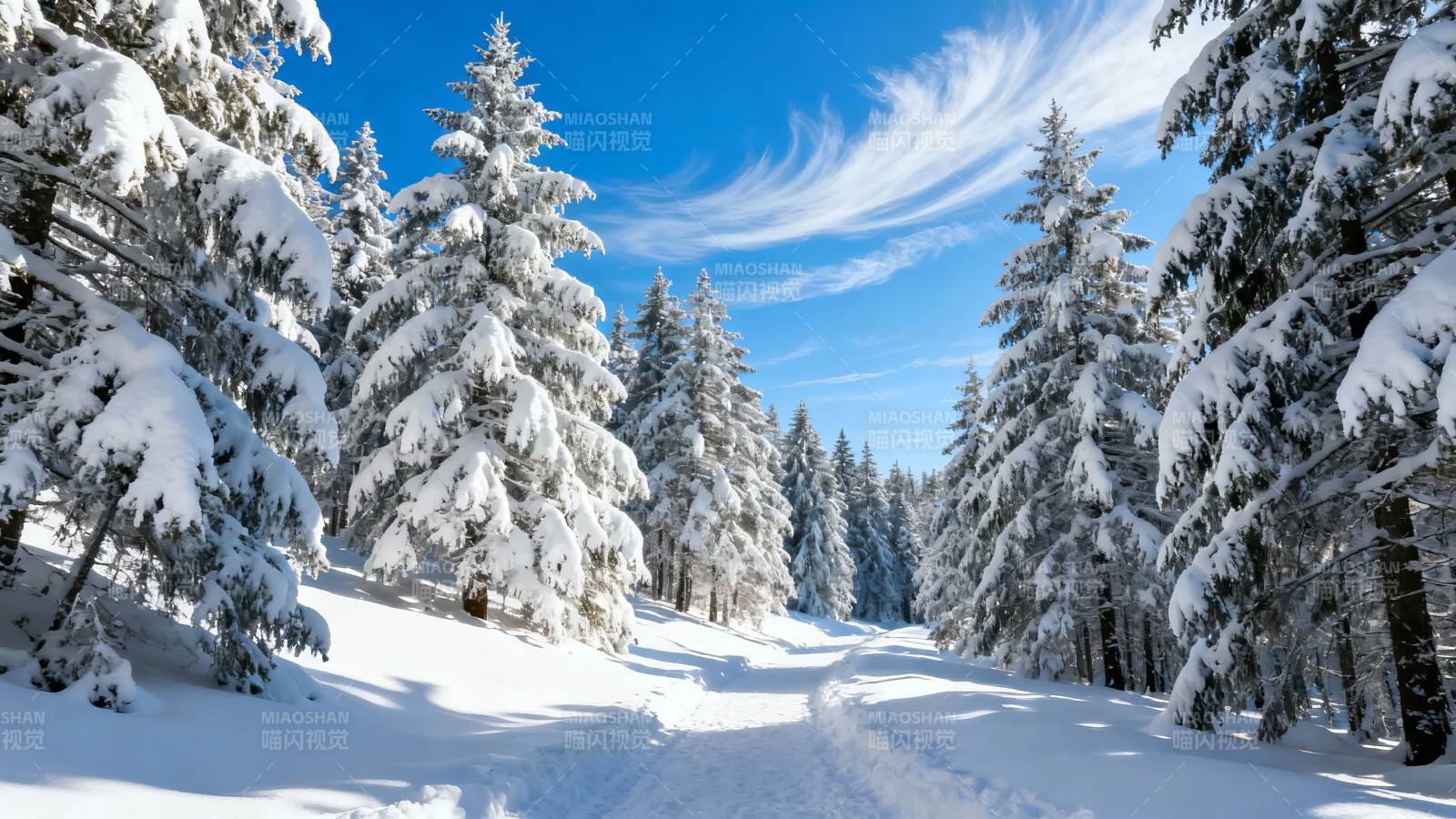雪松林间小径 蓝天映雪景图片