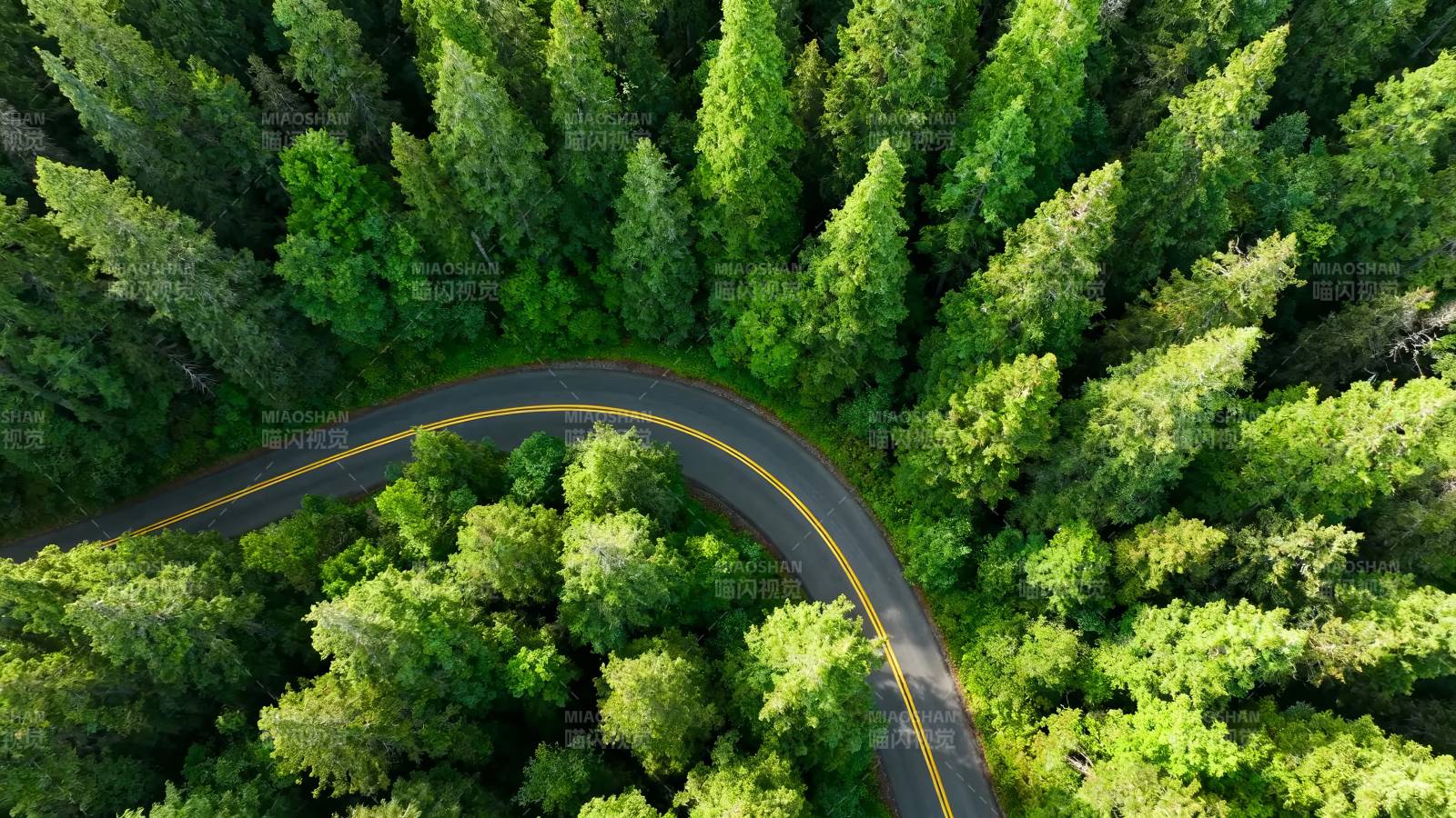 林间弯道 绿意盎然图片