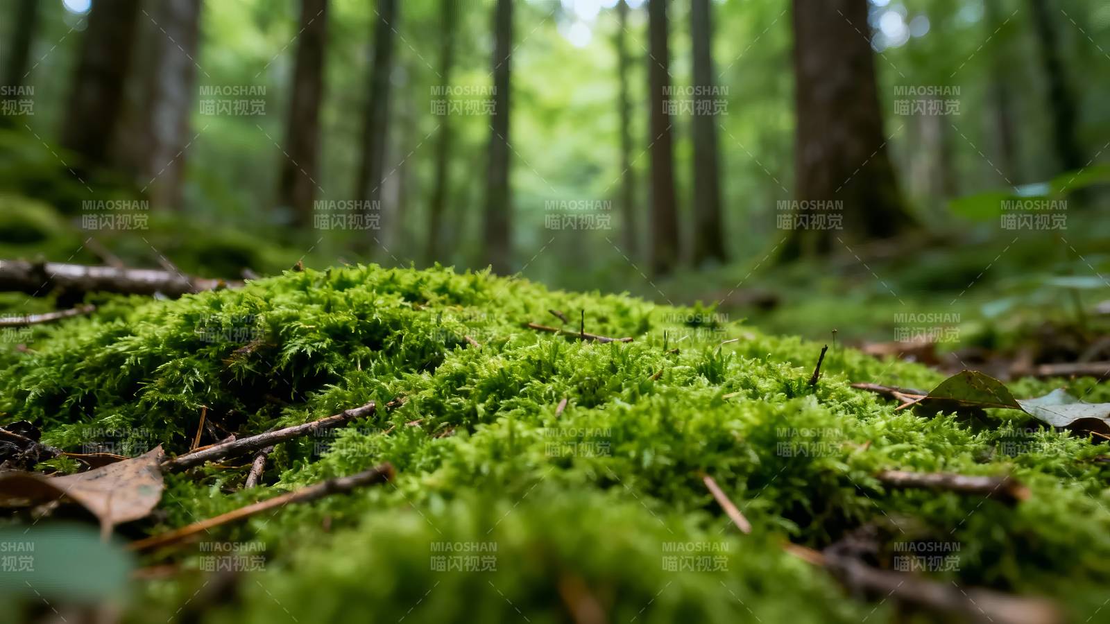 森林苔藓特写 绿意盎然图片