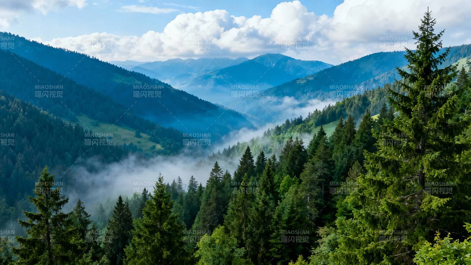 青山云雾绕 松林入画来图片