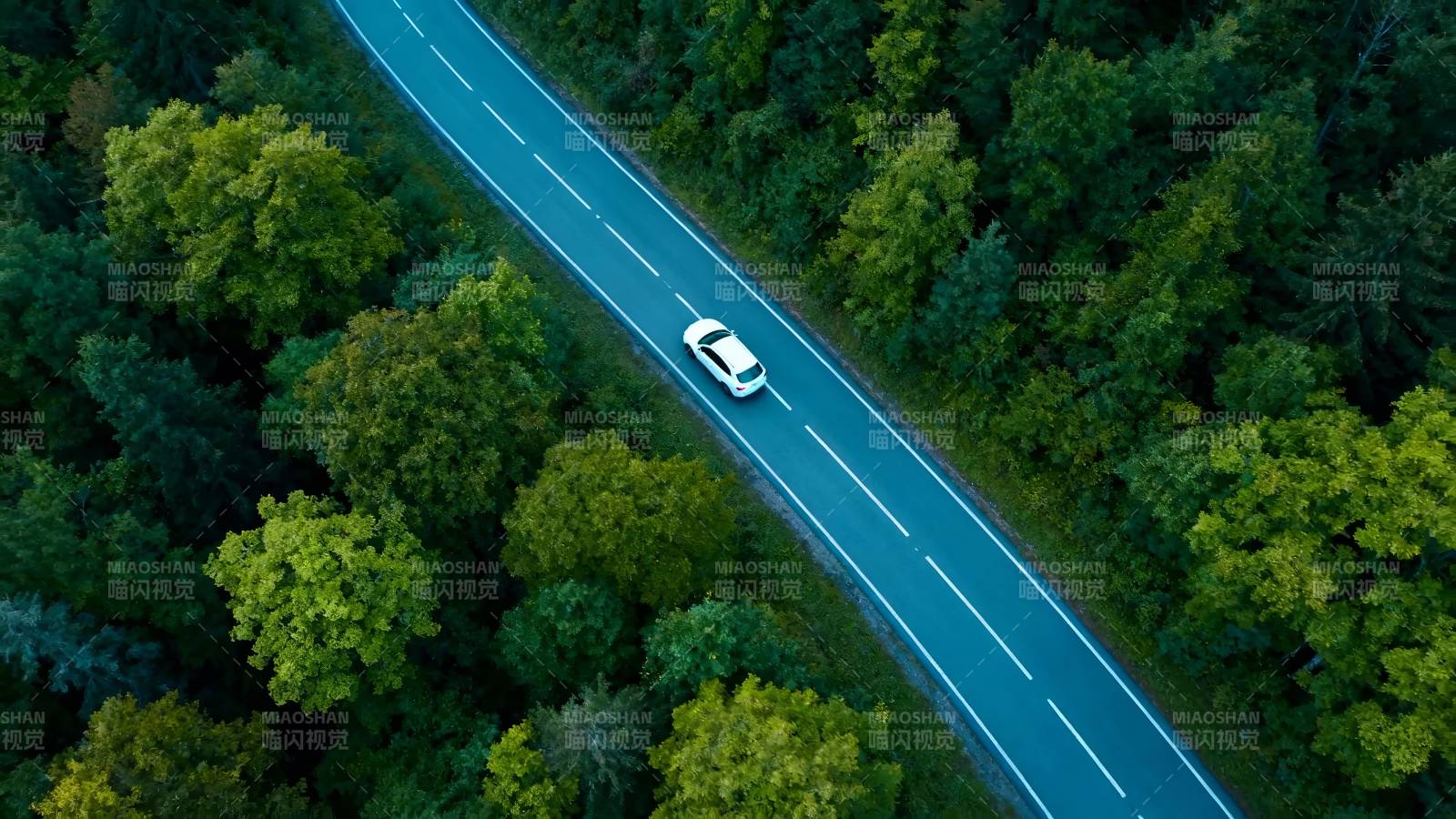 林间公路 白车穿行图片