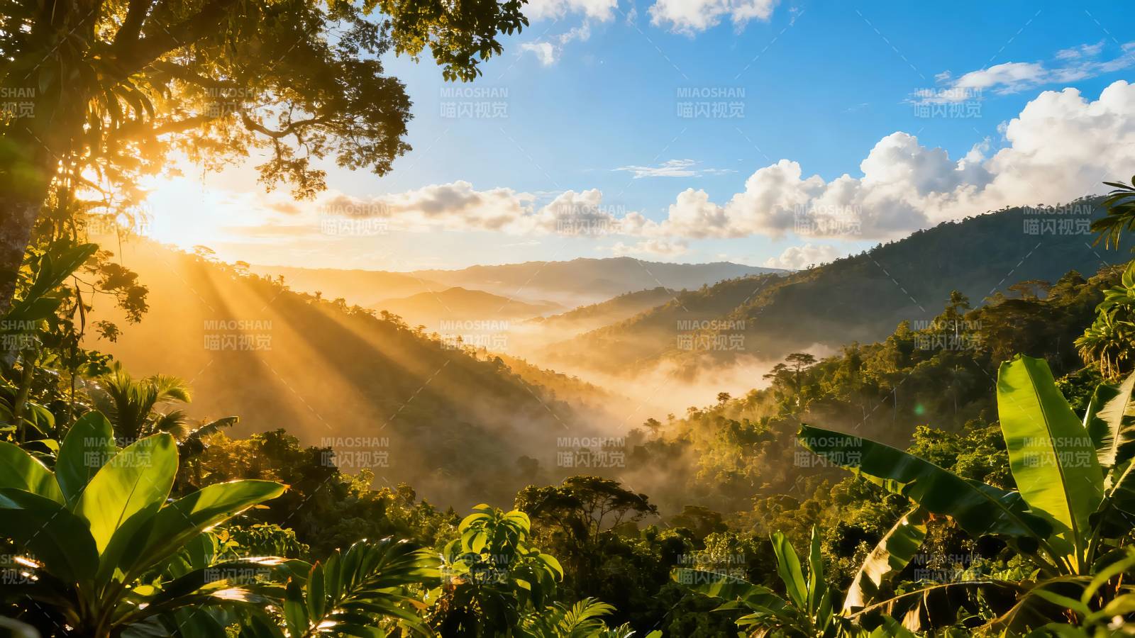 晨光穿林 雾绕青山图片