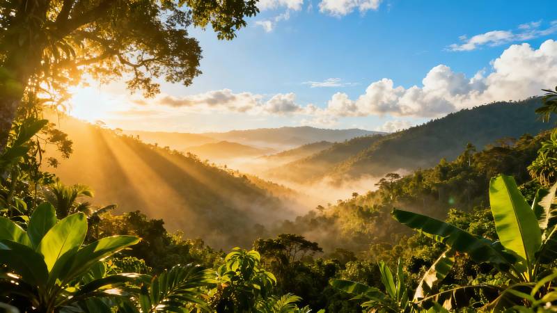 晨光穿林 雾绕青山图片
