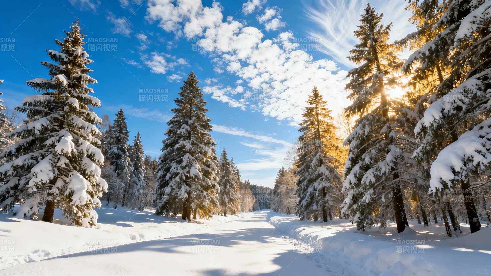 雪松林间 阳光洒落冬景美图片