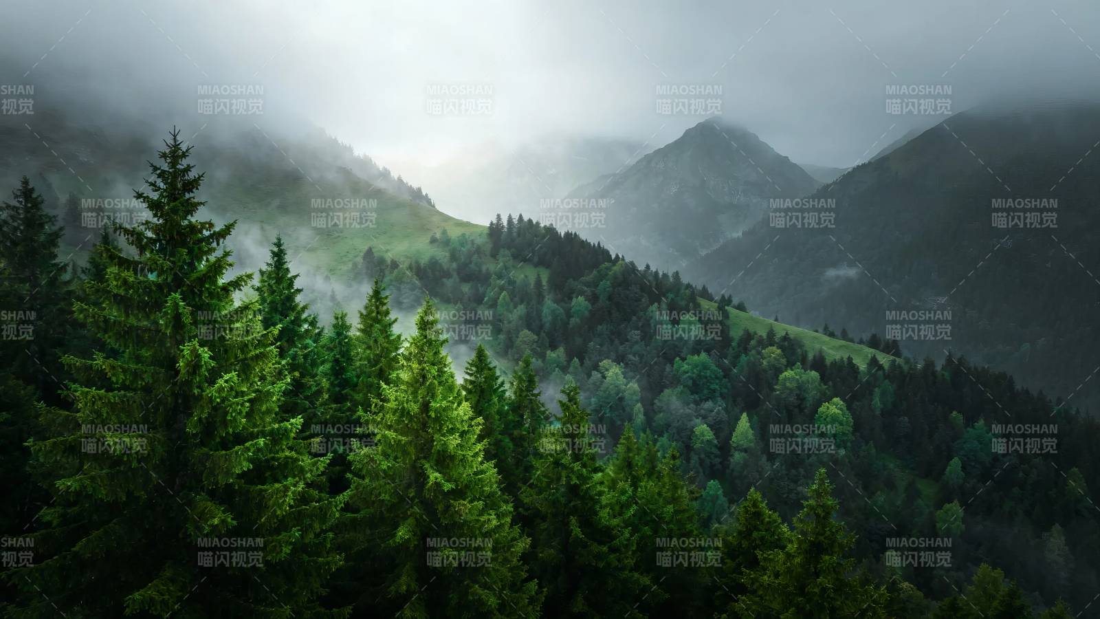 雾锁青山 松林幽静如画图片