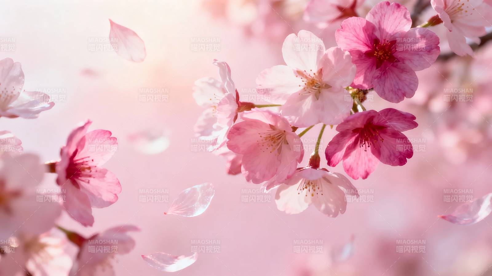 樱花飞舞 春日浪漫图片
