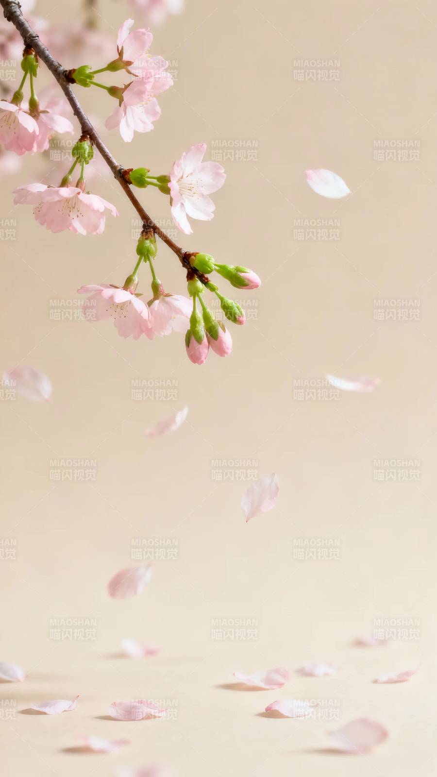 樱花飘落 春意温柔图片