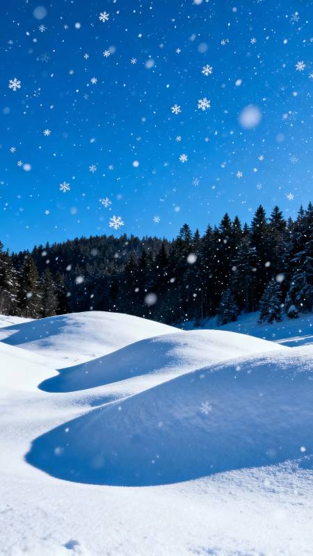 雪落松林 蓝天下静谧冬景图片