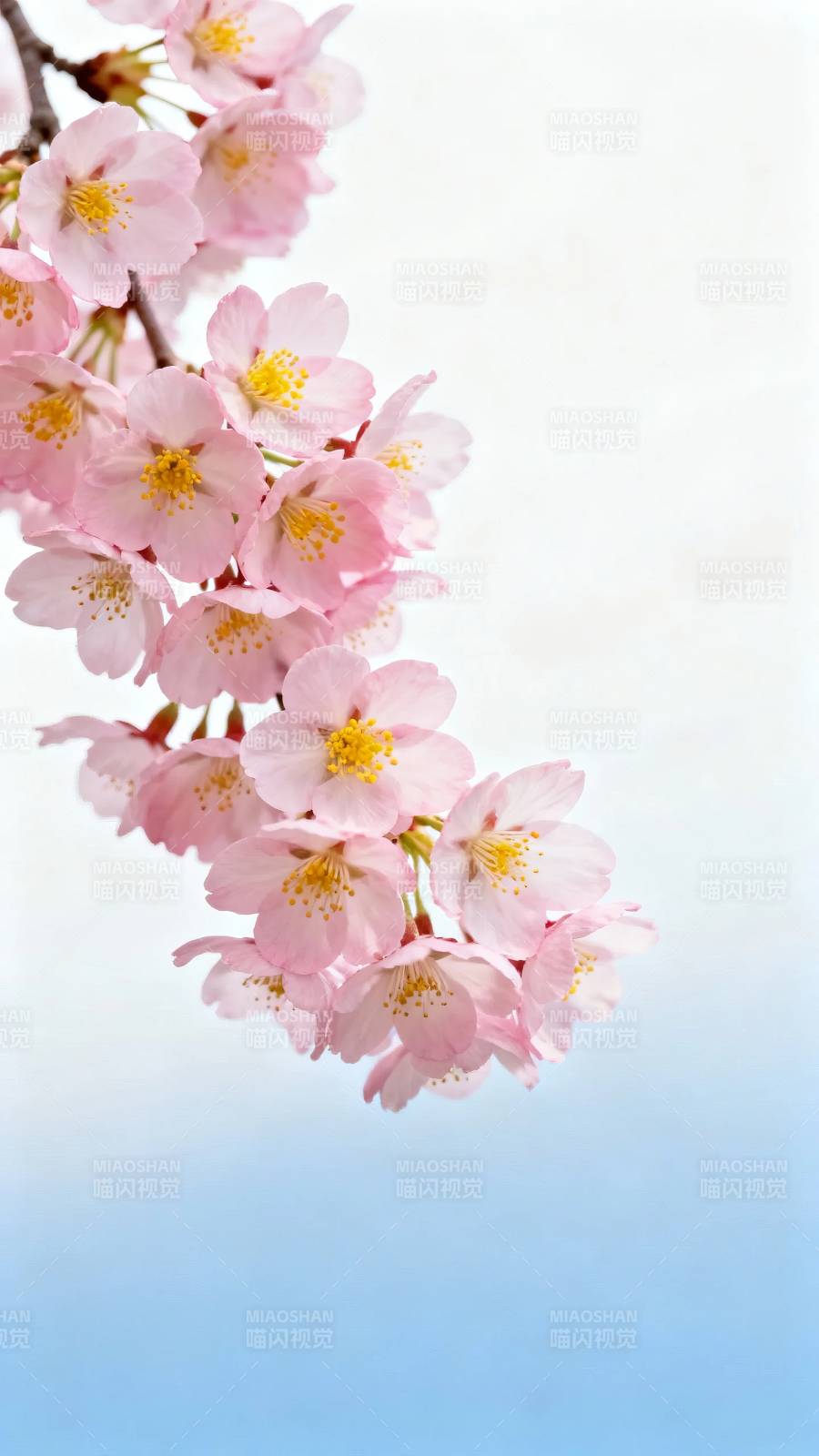 樱花枝头 粉嫩迎春图片