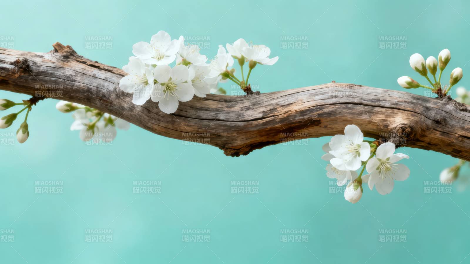 枯枝绽白花 春意悄然来图片